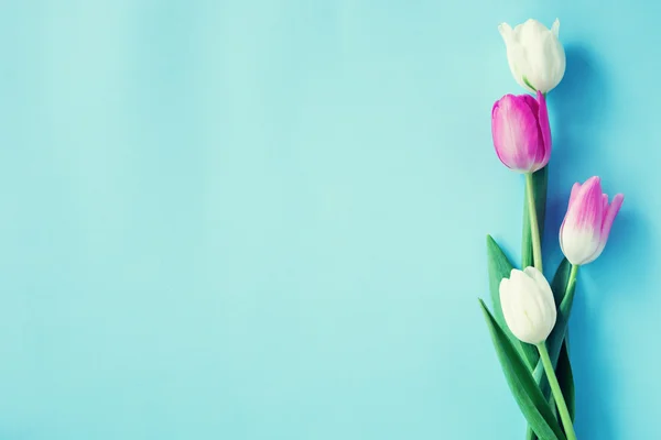 Beautiful bright  tulips — Stock Photo, Image