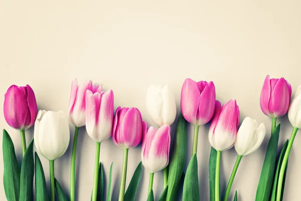 Hermosos tulipanes de primavera — Foto de Stock