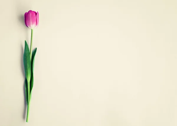Jasny tulipan wiosna — Zdjęcie stockowe