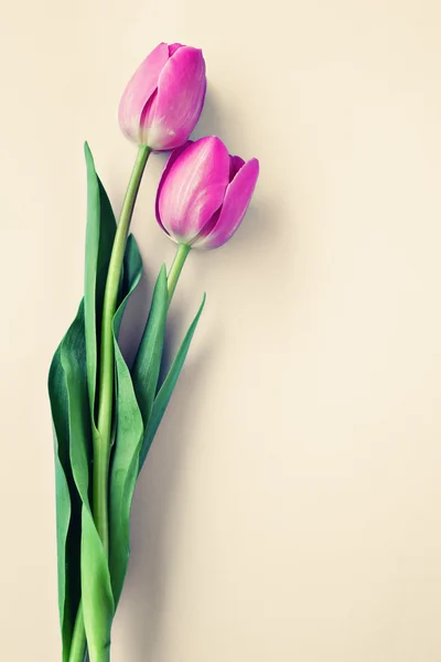 Beautiful spring tulips — Stock Photo, Image