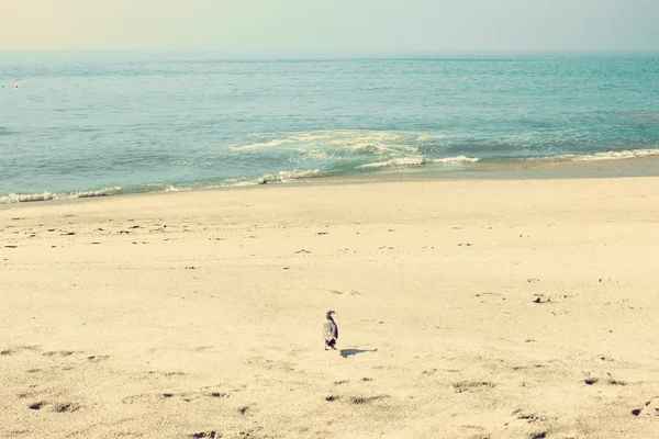 Retro praia de verão — Fotografia de Stock