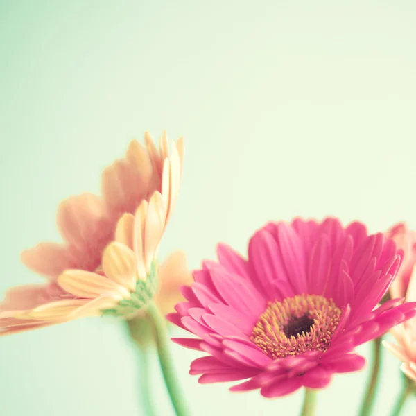 ミントのピンクの花 — ストック写真