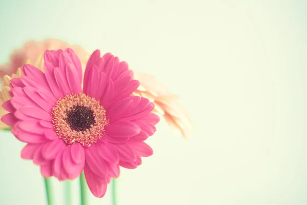 Pink flowers on mint — Stock Photo, Image