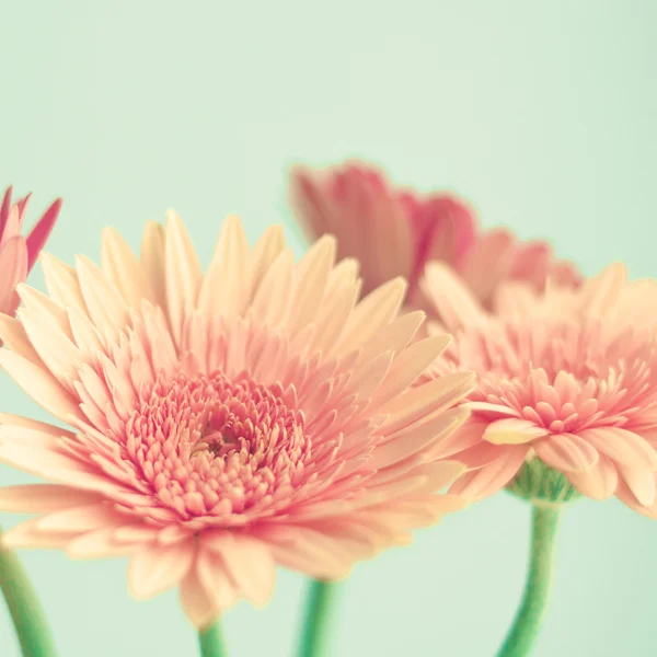 Roze bloemen op mint — Stockfoto