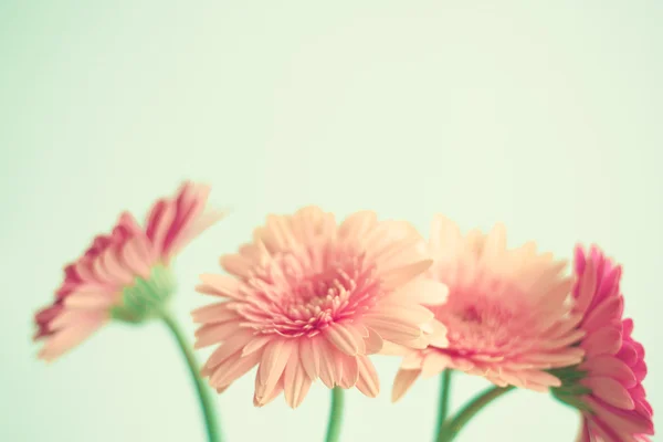 Pink flowers on mint — Stock Photo, Image