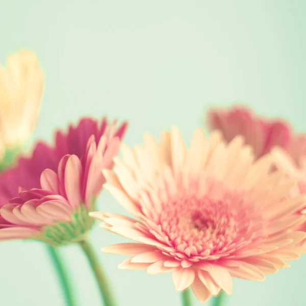 Pink flowers over mint background — Stock Photo, Image