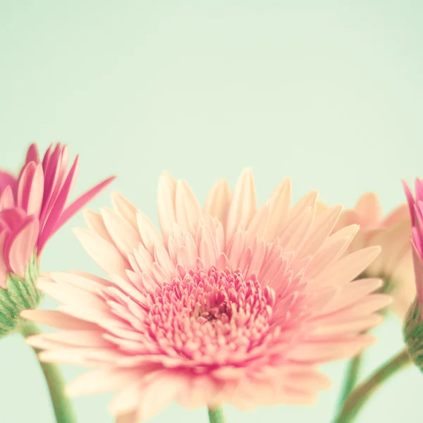 Pink flowers over mint background — Stock Photo, Image