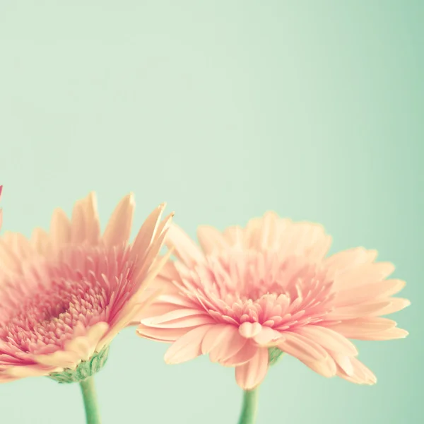 Pink flowers over mint background — Stock Photo, Image