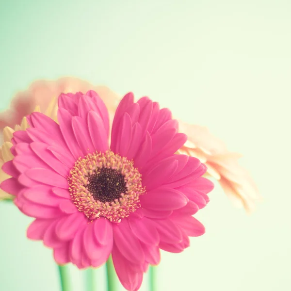 Pink flowers over mint background — Stock Photo, Image