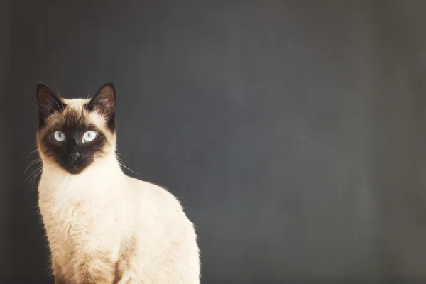 Söt siamese katt — Stockfoto