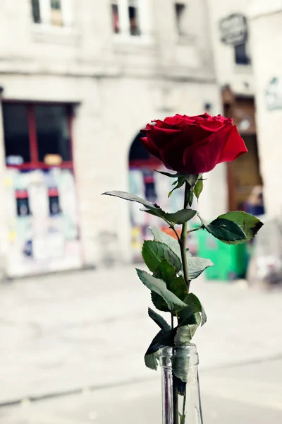 Vintage Roses Pariisissa — kuvapankkivalokuva