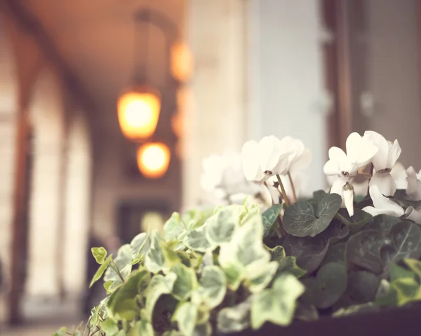 Flores en un balcón — Foto de Stock