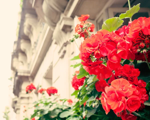 Flowers in a balcony — Stock Photo, Image