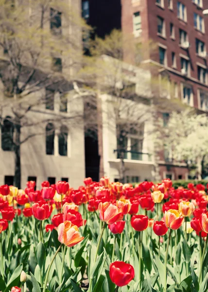 Tulipanes en Nueva York — Foto de Stock