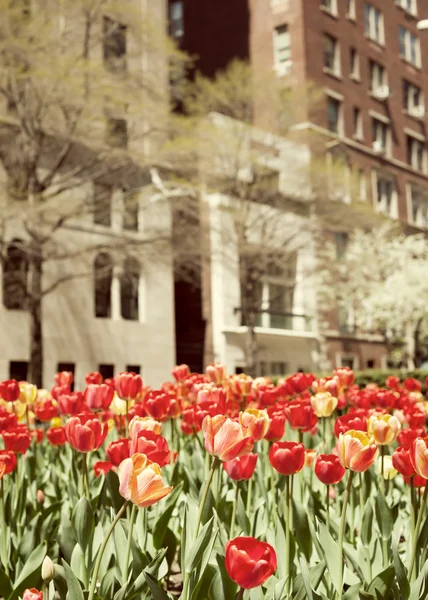 Тюльпаны в Нью-Йорке — стоковое фото