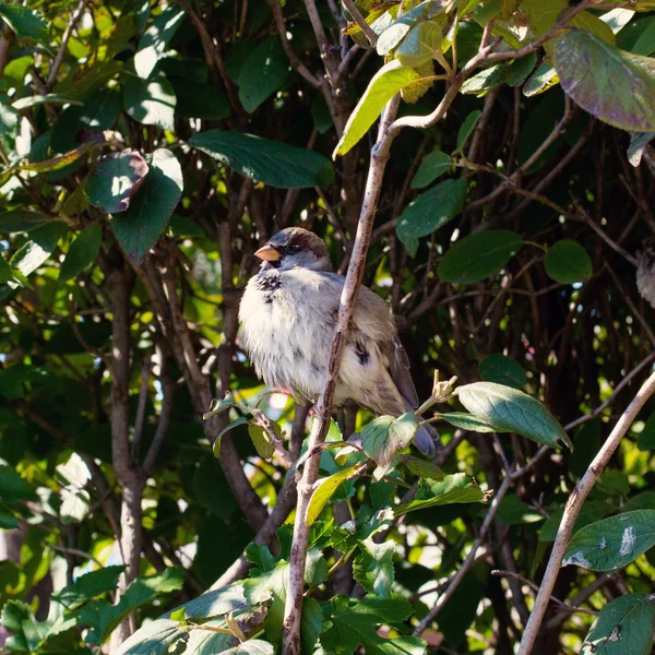 Bird sitting on branch of tree — Stock Photo, Image