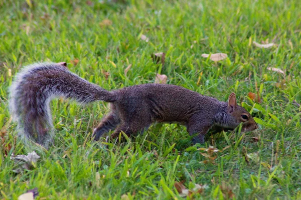 Écureuil sur l'herbe dans le parc — Photo