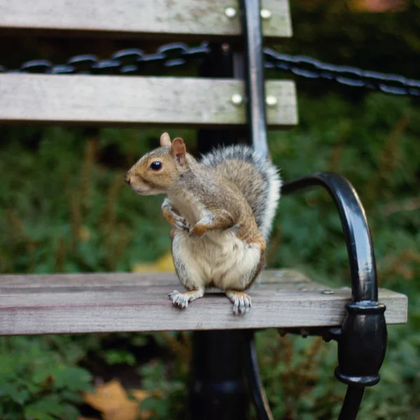 ベンチにリスします。 — ストック写真