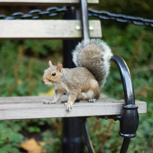 Écureuil sur banc — Photo