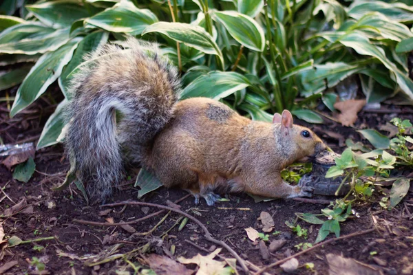 Esquilo roendo algo na floresta — Fotografia de Stock