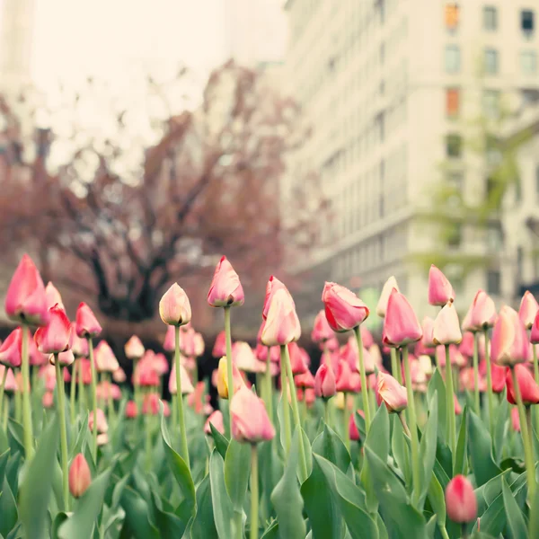 Tulipani Park Avenue — Foto Stock