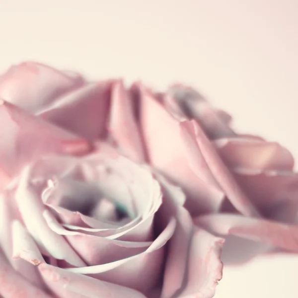 Roses dans un style vintage — Photo