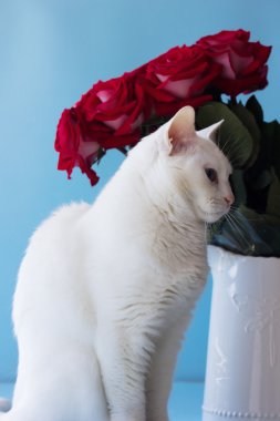 Beyaz kedi ve gül buketi