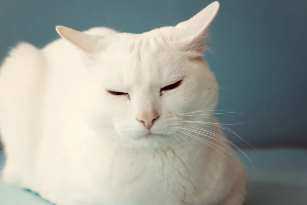 Белая кошка над синей — стоковое фото