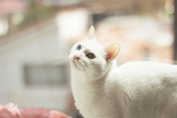 Vit katt på fönster — Stockfoto