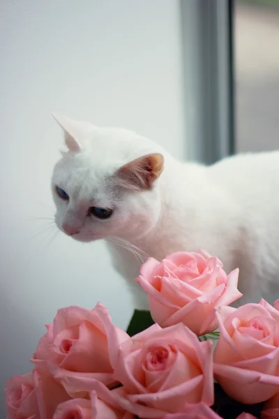 Vit katt och rosa rosor — Stockfoto