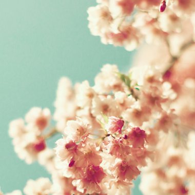 Kiraz çiçeklerine yaklaş.