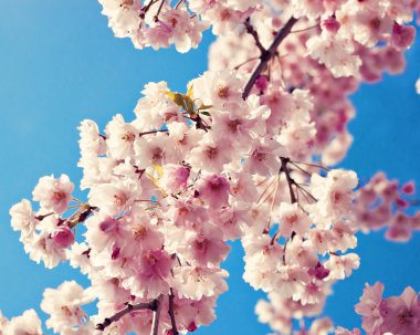 Mavi gökyüzüne karşı kiraz çiçeği