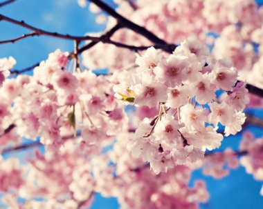 Mavi gökyüzüne karşı kiraz çiçeği