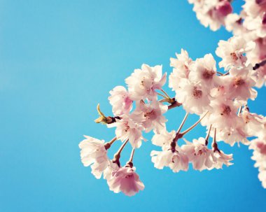 Mavi gökyüzüne karşı kiraz çiçeği