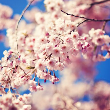 Mavi gökyüzüne karşı kiraz çiçeği