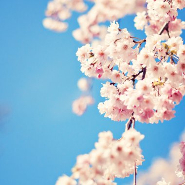 Mavi gökyüzüne karşı kiraz çiçeği