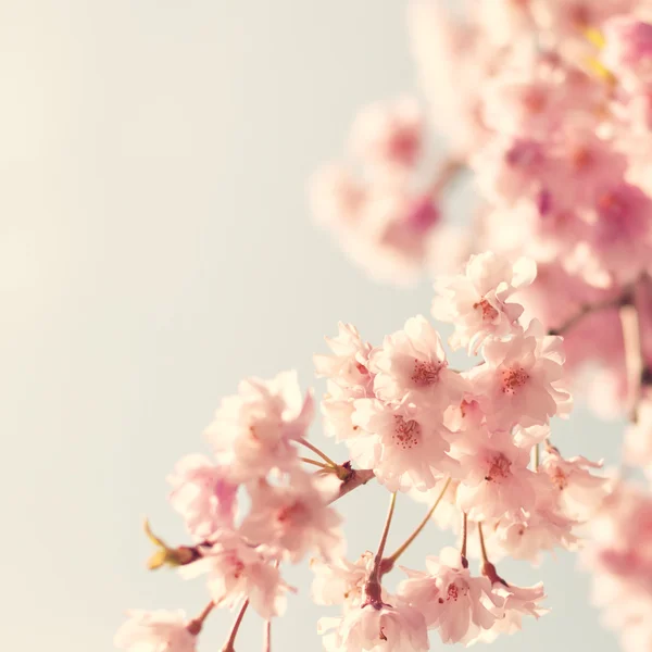 Cherry blossom, vintage style photo — Stock Photo, Image