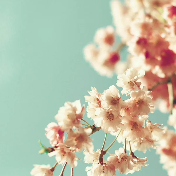 Kiraz çiçeklerine yaklaş. — Stok fotoğraf