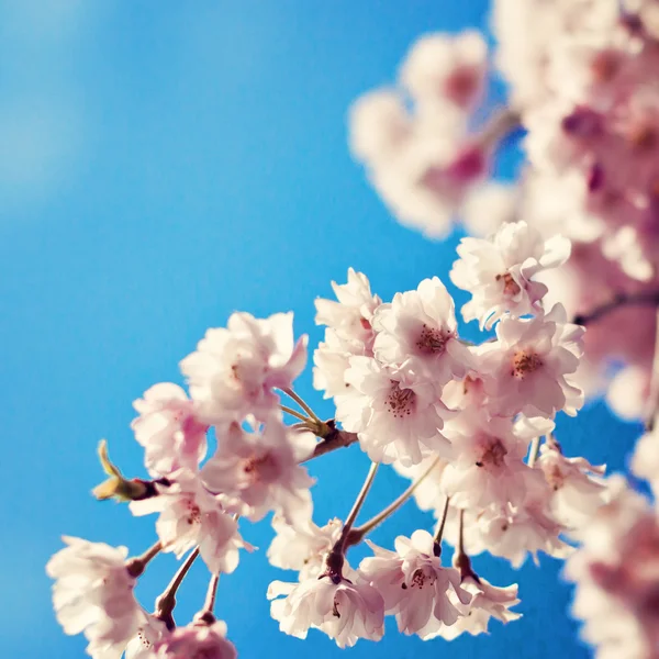 Flor de cerejeira contra o céu azul — Fotografia de Stock