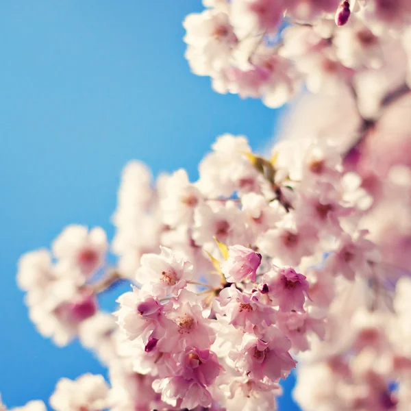 Fleur de cerisier contre ciel bleu — Photo