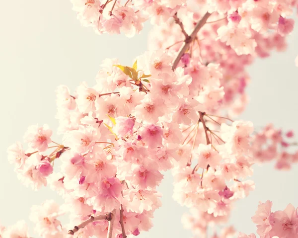 樱花，复古风格的照片 — 图库照片