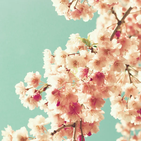 벚꽃의 근접 사진 — 스톡 사진