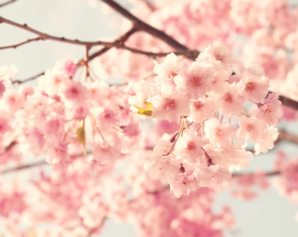 Cherry blossom, vintage style photo — Stock Photo, Image