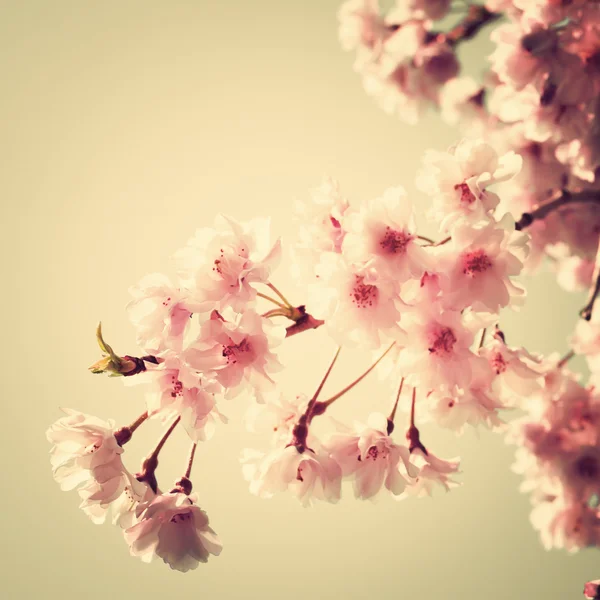 Cherry blossom, vintage style photo — Stock Photo, Image