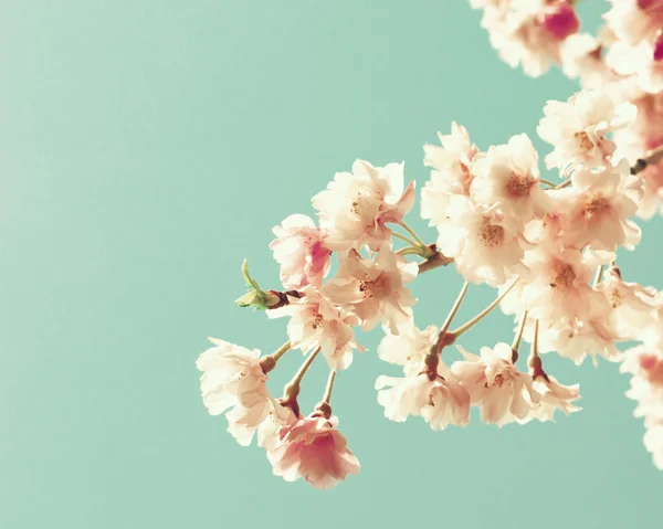 Крупним планом вишневий цвіт — стокове фото