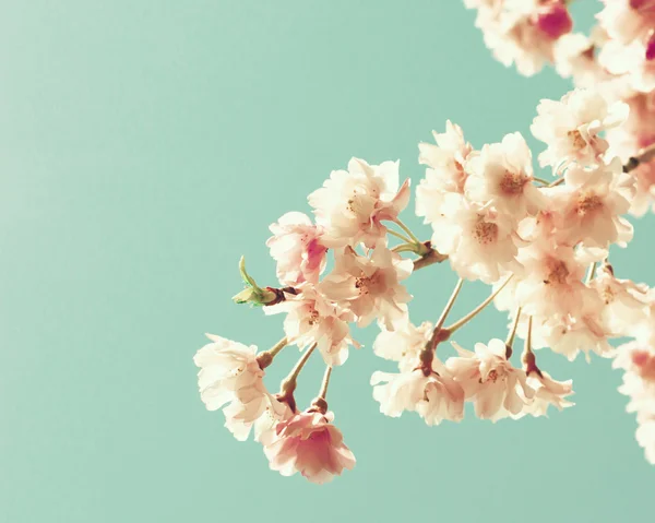 Primo piano dei fiori di ciliegio — Foto Stock