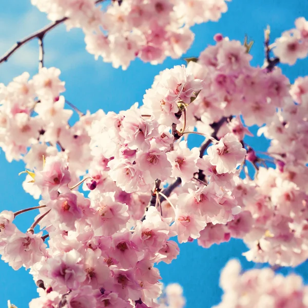Цветение сакуры на фоне голубого неба — стоковое фото