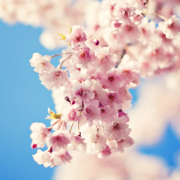 Flor de cerezo contra el cielo azul — Foto de Stock