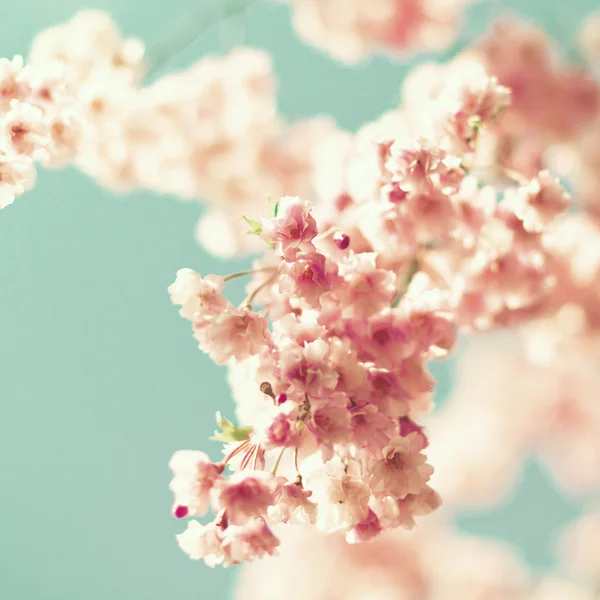 Zbliżenie kwiatu wiśni — Zdjęcie stockowe