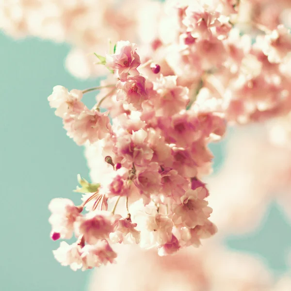 Close up of cherry blossom — Stock Photo, Image